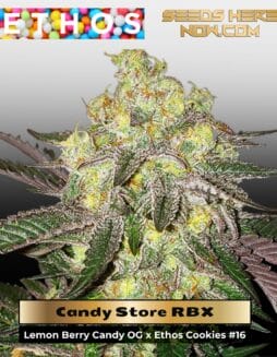 Candy Store RBX (Feminized) (space) Ethos Genetics