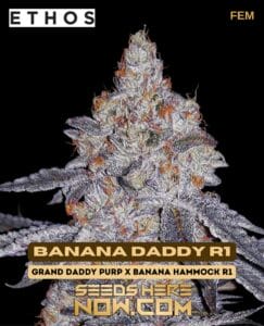 Banana Daddy R1 (Feminized) - Ethos Genetics