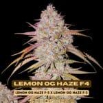 Lemon OG Haze F4 (Regular) - Ethos Genetics