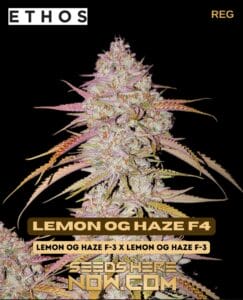 Lemon Og Haze F4 (regular) - Ethos Genetics