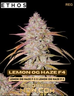 Ethos Genetics - Lemon OG Haze F4Ethos Genetics - Lemon OG Haze F4