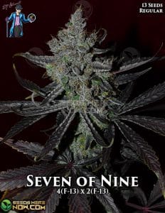 Seven of Nine Limited Edition (Regular) (space) DJ Short Seeds
