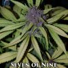 Seven of Nine Limited Edition (Regular) (space) DJ Short Seeds