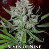 Seven of Nine Limited Edition (Regular) (space) DJ Short Seeds