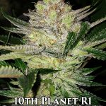 10th Planet R1 (Feminized) - Ethos Genetics