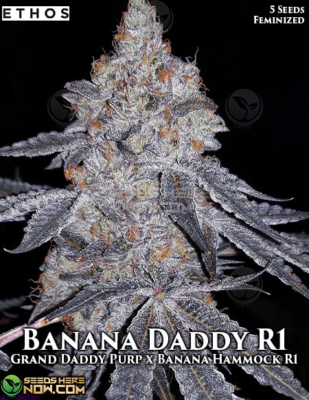 Banana Daddy R1