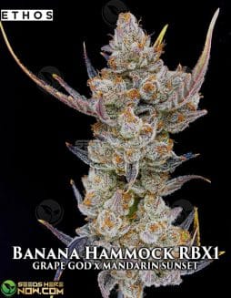 Ethos Genetics - Banana Hammock RBX1 {FEM} [5pk]Banana Hammock RBX1