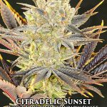 Citradelic Sunset (Feminized) - Ethos Genetics