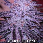 Citral Flo BX1 (Regular) - Ethos Genetics