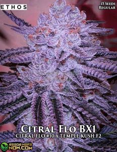 Citral Flo Bx1 (regular) - Ethos Genetics
