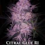 Citral Glue R1 (Feminized) - Ethos Genetics