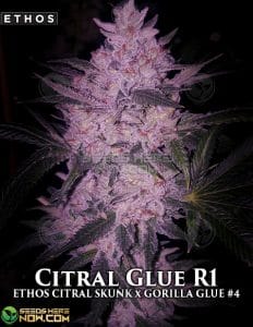 Citral Glue R1 (Feminized) (space) Ethos Genetics