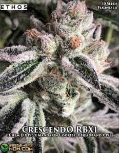 Crescendo Rbx1 (feminized) - Ethos Genetics