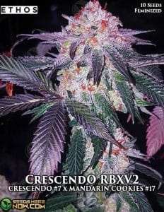 CrescendO RBXV2 (Feminized) - Ethos Genetics