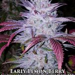 Early Lemon Berry RBX (Feminized) - Ethos Genetics