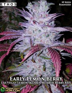 Early Lemon Berry Rbx (feminized) - Ethos Genetics