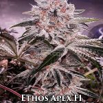 Ethos Apex (Regular) - Ethos Genetics