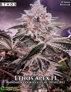 Ethos Apex (regular) - Ethos Genetics