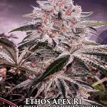 Ethos Apex R1 (Feminized) - Ethos Genetics