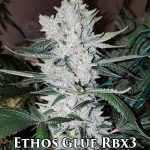 Ethos Glue RBX3 (Feminized) - Ethos Genetics