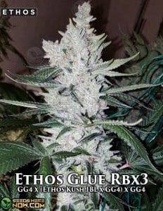 Ethos Glue RBX3 (Feminized) (space) Ethos Genetics