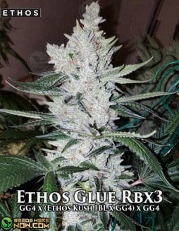 Ethos Genetics - Ethos Glue RBX3 {FEM} [10pk]Rethos-genetics-ethos-glue-rbx3