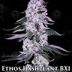 Ethos Hashplant BX1 (Regular) - Ethos Genetics