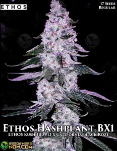 Ethos Hashplant BX1 (Regular) (space) Ethos Genetics