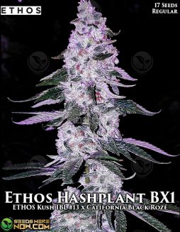 ethos-genetics-ethos-hashplant-bx1