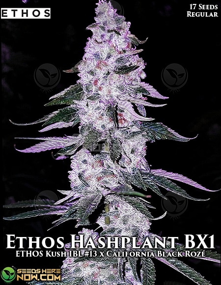 Ethos-genetics-ethos-hashplant-bx1
