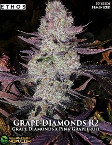 Grape Diamonds R2 (Feminized) - Ethos Genetics