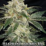 Headband Cookies BX1 (Regular) - Ethos Genetics