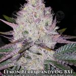 Lemon Berry Candy OG BX1 (Regular) - Ethos Genetics