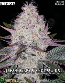 Ethos Genetics - Lemon Berry Candy OG Bx1 {REG} [10pk]ethos-genetics-lemon-berry-candy-og-bx1