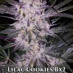 Lilac Cookies BX2 (Regular) - Ethos Genetics