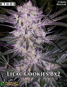 Lilac Cookies Bx2 (regular) - Ethos Genetics