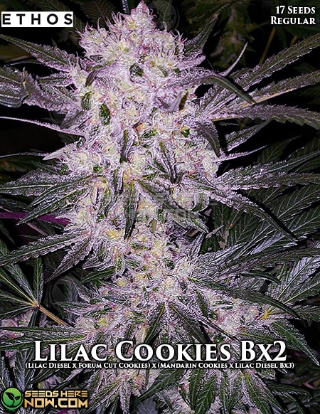 Ethos-Genetics-Lilac-Cookies-Bx2