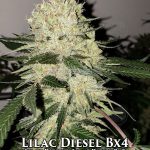 Lilac Diesel BX4 (Regular) - Ethos Genetics