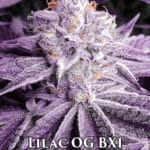 Lilac OG BX1 (Regular) - Ethos Genetics