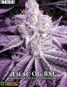 Lilac Og Bx1 (regular) - Ethos Genetics