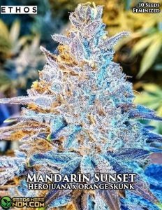 Mandarin Sunset (Feminized) (space) Ethos Genetics