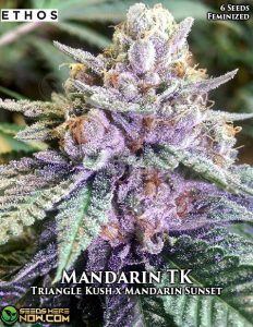 Mandarin tk (feminized) - ethos genetics
