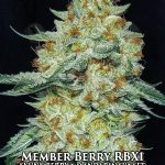 Member Berry RBX1 (Feminized) - Ethos Genetics