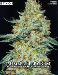 Member Berry Rbx1 (feminized) - Ethos Genetics