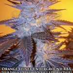 Orange Velvet Underground RBX1 (Feminized) - Ethos Genetics