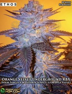 Orange Velvet Underground Rbx1 (feminized) - Ethos Genetics
