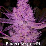 Purple Majik R1 (Feminized) - Ethos Genetics