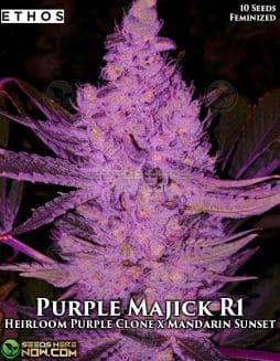 Ethos Genetics - Purple Majik R1 {FEM} [10pk]