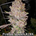 Purple Sunset RBX2 (Feminized) - Ethos Genetics
