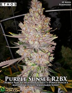 Purple Sunset Rbx2 (feminized) - Ethos Genetics